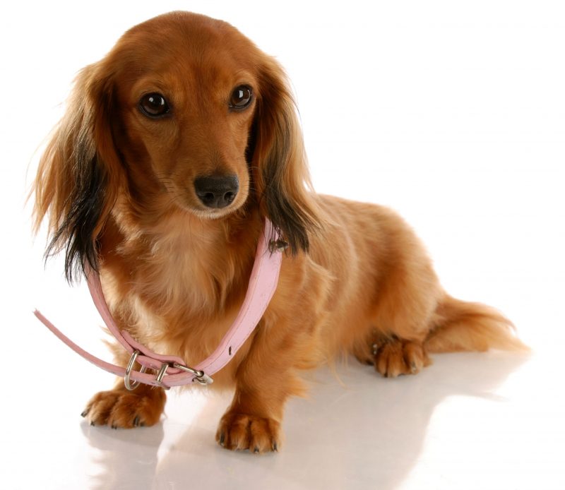All About Dog Daycare in Augusta, Georgia