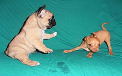 Choosing a Cream French Bulldog in Los Angeles, CA
