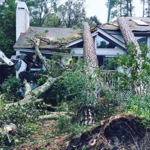 5 Reasons to Use a Reputable Tree Service Company