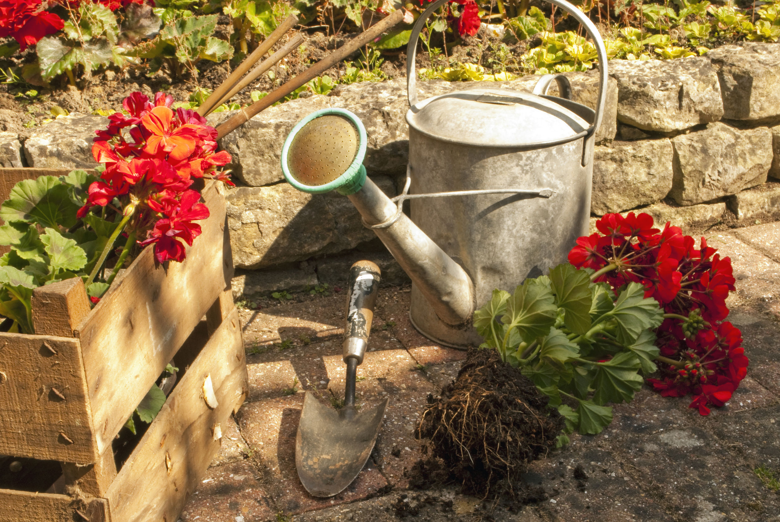 Using Ornamental Trees in Florida to Reduce Sound and Increase Privacy