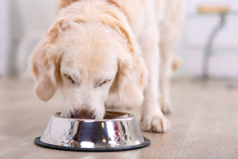 Recognizing Pet Emergencies: When to Seek an Emergency Vet in Troy, OH