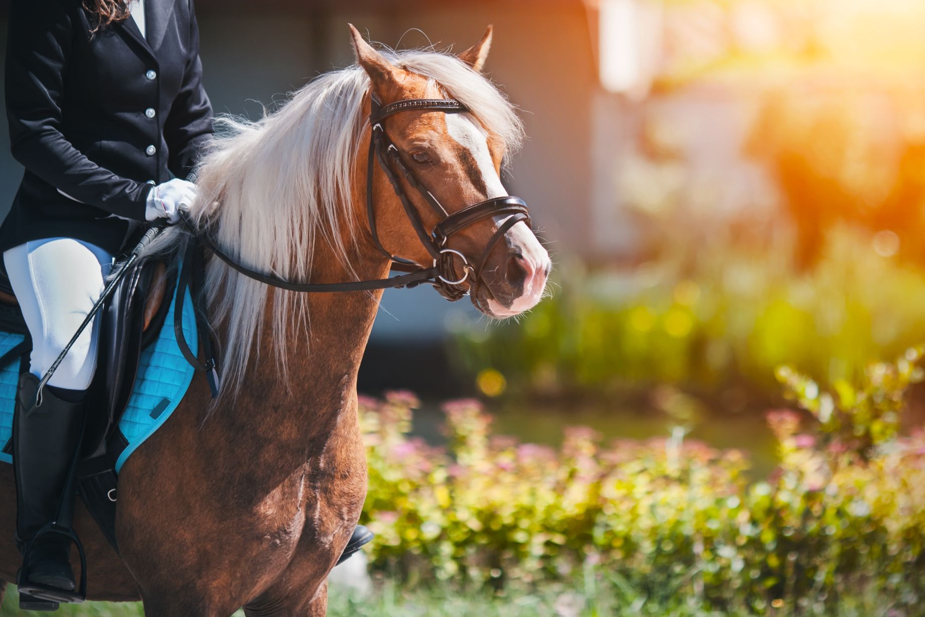 Make Life Easier With a Portable Animal Bathing System in the U.S.