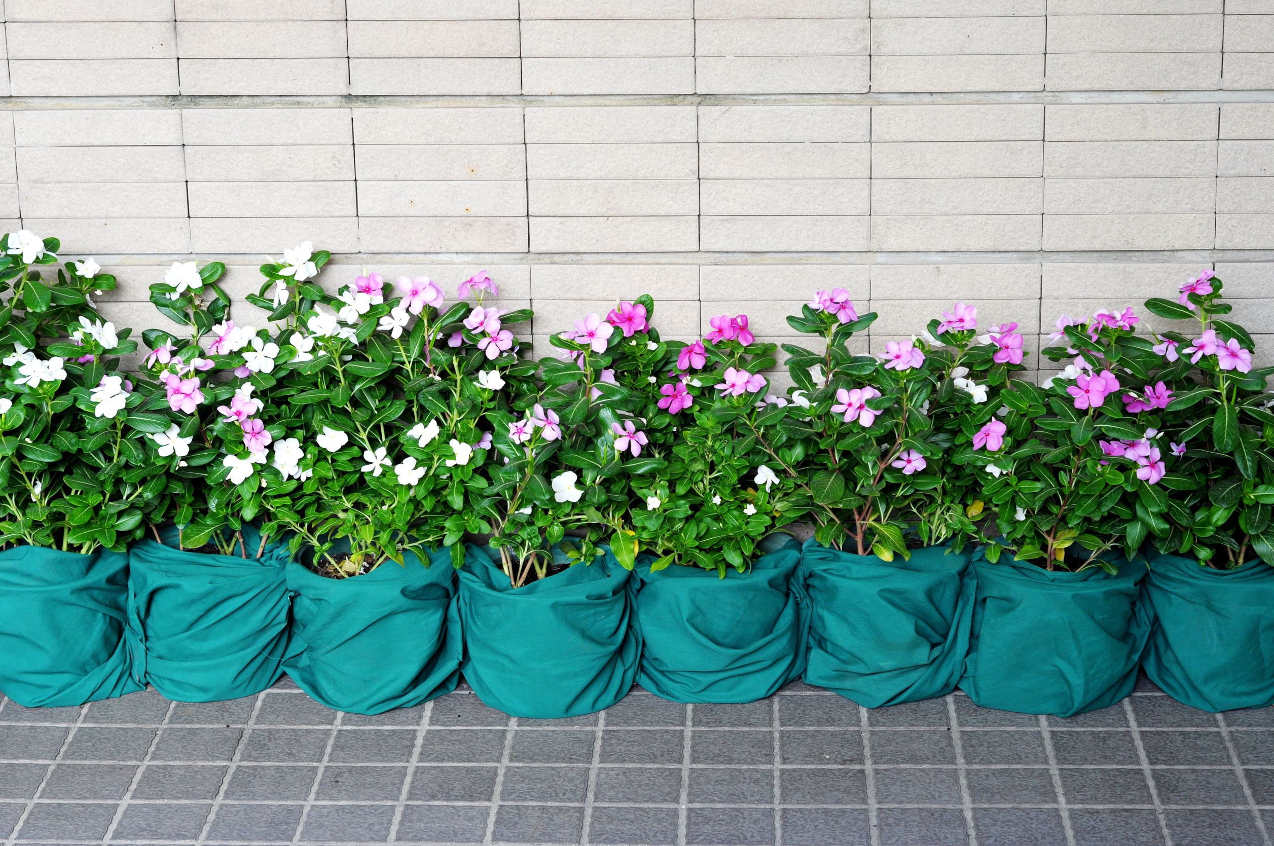 6 Greenhouse Plants in Skokie, IL Perfect for Your Home
