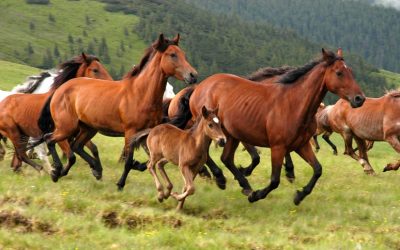 Explore Serene Trails with Horseback Riding in Helena MT