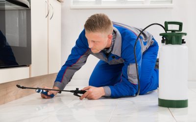 Safeguard Your Space: Expert Pest Control Rolla MO Services