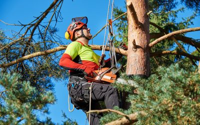 Superior Commercial Tree Service in Carson City NV: Your Guide to Lush Landscaping