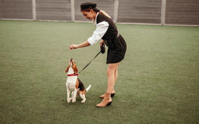 Essential tips for effective puppy training Las Vegas NV residents can start using at home