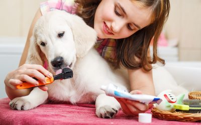 Why Pet Grooming Clermont FL Services Help Keep Your Furry Friend Happy and Healthy