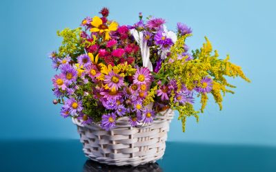 Caring for Orchids Vero Beach Style Practical Tips for Perfect Blooms