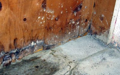 Benefits Homeowners Gain from Professional Mold Remediation in Hinsdale, IL