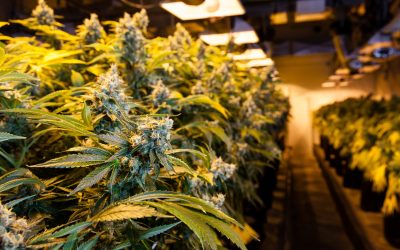 Understanding Patient Rights with Medical Marijuana NYC for Better Healthcare Access