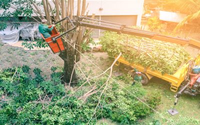 Homeowners Rely on Tree Removal Jacksonville FL for Safe and Efficient Yard Solutions