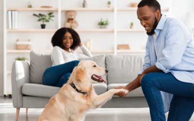 The Benefits of Reliable Dog Boarding NYC for Busy City Pet Parents