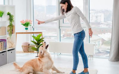 The benefits of puppy behavior training in Boca Raton FL for well mannered companions