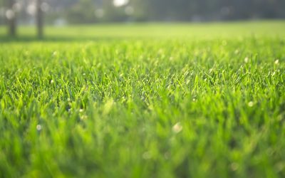 Why Does Artificial Turf Under Planters and Outdoor Pots Need Special Cleaning Attention?