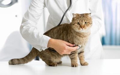 Addressing Common Feline Issues with a Skilled Cat Vet in Indianapolis, IN Practice