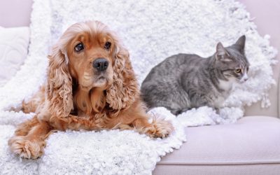 Choosing Peace for Your Pet Through Dog Euthanasia at Home Services in Littleton, CO