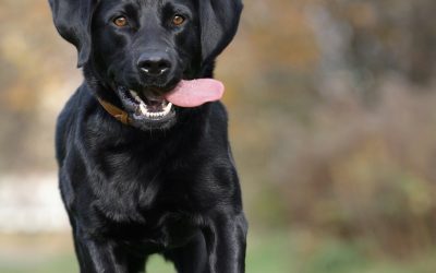 Puppy Training Around Holiday Decorations and Seasonal Household Changes