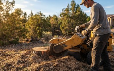 What to Know Before Scheduling Stump Grinding in Carson City, NV